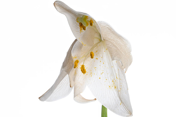 dying white lily flower isolated on white background - Photo, Image