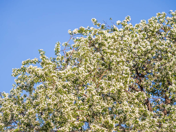 Apple tree branches with white flowers on a background of blue clear sky. A fluffy branches of blooming apple tree on a sunny spring day on blue sky background, Spring background with copy space - Фото, зображення
