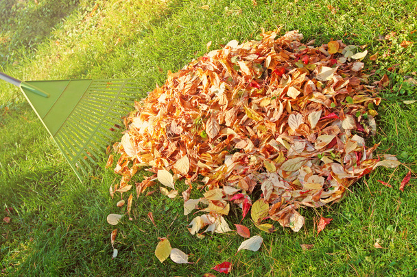 Pile de feuilles d'automne avec râteau ventilateur sur la pelouse - Photo, image