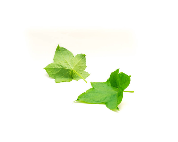 白い背景に孤立した植物の茎に葉を取り付ける長い葉柄の茎を持つ2人の若いロビールファまたはloofahの葉。ルファ・アエジプティアカの葉は食用です. - 写真・画像