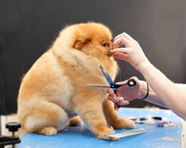 Fixing the muzzle of a Pomeranian dog during a haircut with scissors of the head. - Fotó, kép