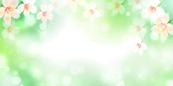 Cherry Blossoms Kevään kukka tausta
 - Vektori, kuva