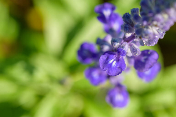 Квіти блакитного сальвії цвітуть на городі в Чан Май, Таїланд. Весною цвіте блакитна квітка.. - Фото, зображення