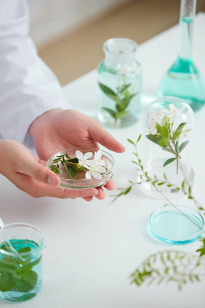 Extracto de plantas y flores en placa de Petri y fondo blanco en laboratorio, hoja verde en tubo de ensayo y doctor en publicidad cosmética, concepto de ciencia de la fotografía - Foto, imagen