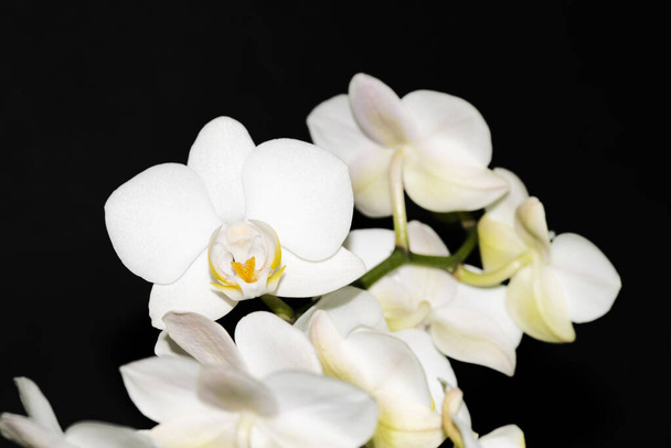 Nahaufnahme weißer Blumen vor dunklem Hintergrund - Foto, Bild