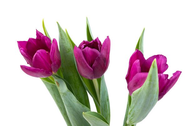 Hermosos tulipanes morados frescos para el Día de la Madre sobre fondo blanco. Fondo de primavera.  - Foto, Imagen