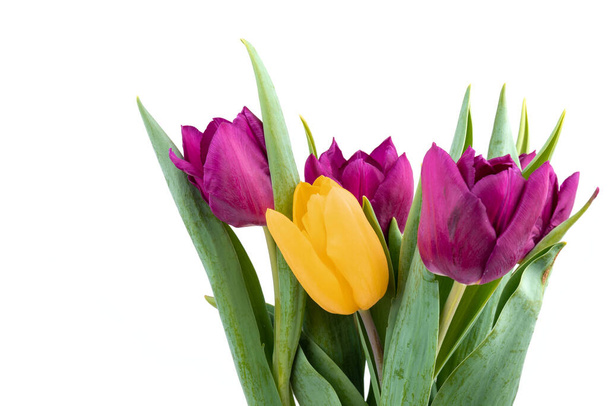 白い背景に母の日のための美しい新鮮な紫、黄色のチューリップ。春の背景.  - 写真・画像