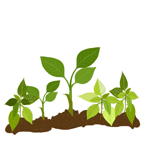 Τα πράσινα σπορόφυτα φυτρώνουν στον κήπο στο έδαφος. Ρεαλιστικά σπορόφυτα φυτρώνουν στο έδαφος. Μικρά πράσινα λαχανάκια με πράσινα φύλλα.Η έννοια της βιολογικής γεωργίας, φυσικά προϊόντα, οικολογία. Ρέγγα. - Διάνυσμα, εικόνα