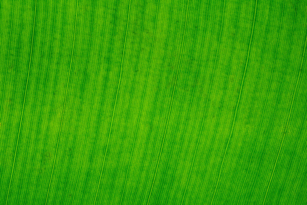 Closeup of the fresh light green leaf lines and cells - Φωτογραφία, εικόνα