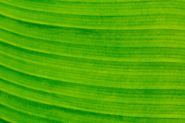 Extreme close-up details of the foliage leaf of banana plant - Φωτογραφία, εικόνα