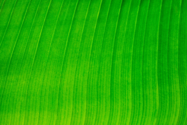 Close-up of the fresh light green leaf lines and cells - Photo, Image