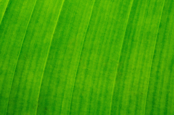 Εικόνα φρέσκιας πράσινης μπανάνας λεπτομέρειες των φύλλων του φυτού - Φωτογραφία, εικόνα