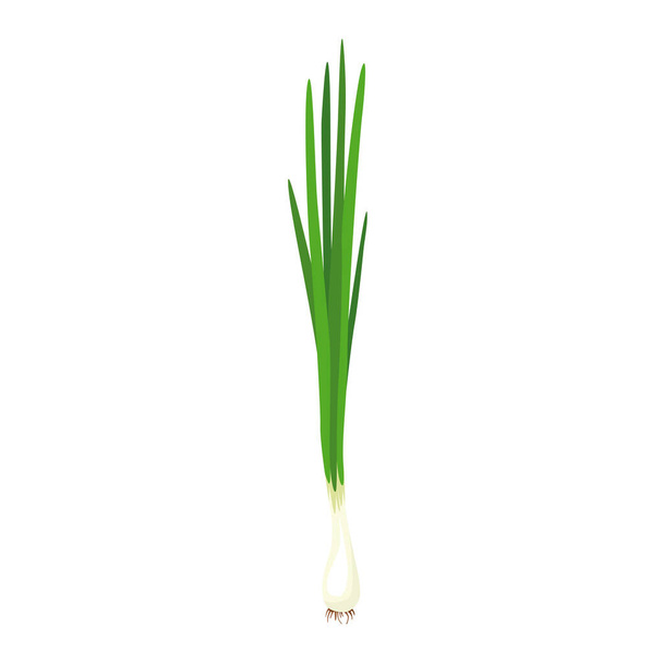 Green onion, Allium. Salad onions, wild cherries, shallots, leeks, skoroda and Chinese onions. A herbaceous plant from the Onion family, used for food in the preparation of various dishes. Vector illustration isolated on a white background for design - Vettoriali, immagini