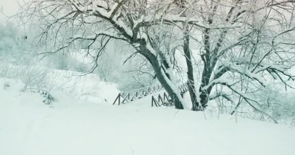 Hiver, passerelle piétonne en bois dans le parc dans la nature. Paysage hivernal - Séquence, vidéo