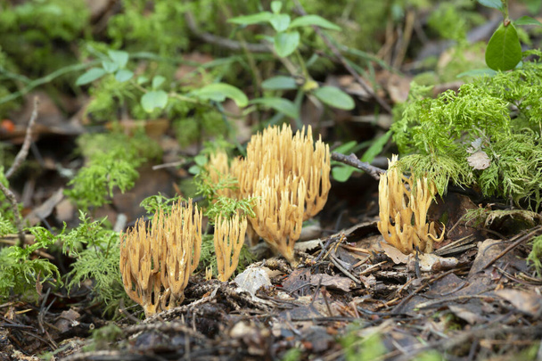 Champiñones de coral, Ramaria eumorpha creciendo en ambiente natural, este hongo crece en bosques de coníferas - Foto, imagen