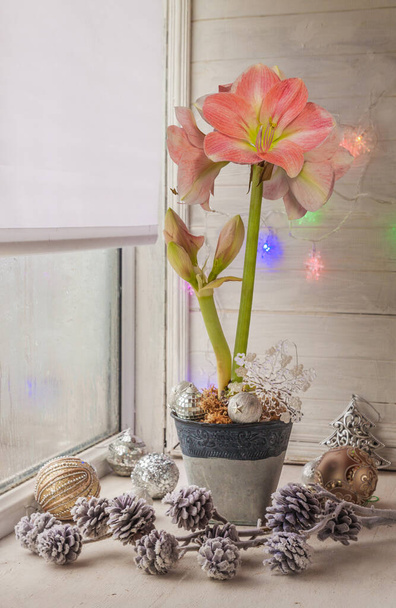 Blooming pink hippeastrum (amaryllis) Galaxy Group  Rosalia  on  window on the eve of winter holidays  - Photo, Image