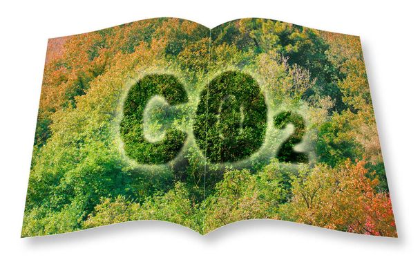 Mehr Bäume pflanzen reduziert den CO2-Ausstoß - 3D-Rendering eröffnet Fotobuchkonzept mit CO2-Text gegen Wald - Foto, Bild
