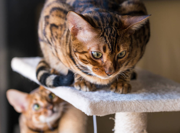 Портрет бенгальських кішок, крупним планом. Кіт в домашньому інтер'єрі. Тварини і концепція способу життя
 - Фото, зображення