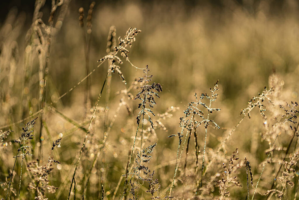 native grasses and weeds in field - Foto, Imagem