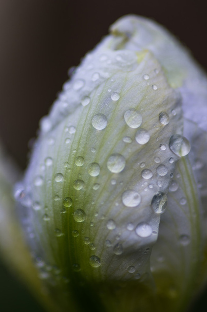 Drops on the flower - Foto, Bild