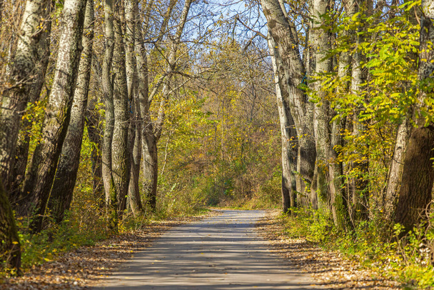 Road Way Through Deciduous Woods in Nature at Autumn - Foto, Imagen