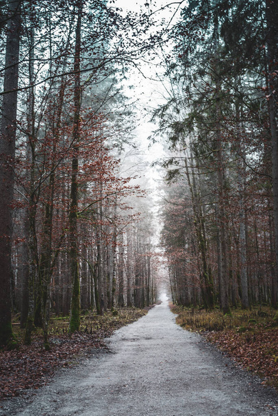 Empty trail in foggy forest. Footpath in misty woods. Autumn nature landscape. Rural tranquil scenery. Wanderlust concept. Travel destinations concept. Moody forest. Pathway in wild park. - 写真・画像