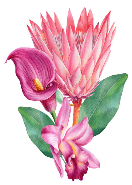 Fiori, gigli, orchidee e protea. Illustrazione acquerello tropicale su sfondo bianco isolato - Foto, immagini