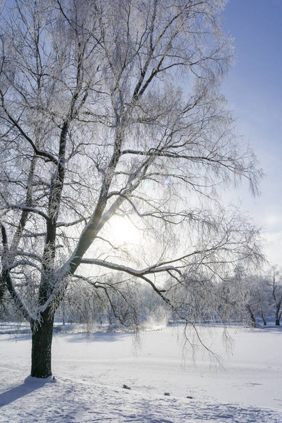 Frosty morning by the lake in the park - Zdjęcie, obraz