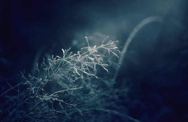 Moonlight winter misty night. Snow and frost on grass - Foto, imagen
