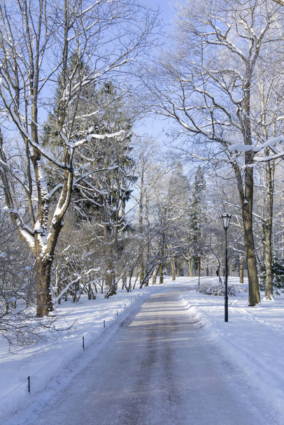 Path in the park on a frosty morning - Zdjęcie, obraz