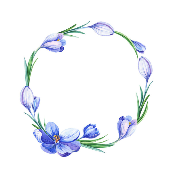 Wreath .Watercolor illustration with crocus or saffron on a white background. - Zdjęcie, obraz