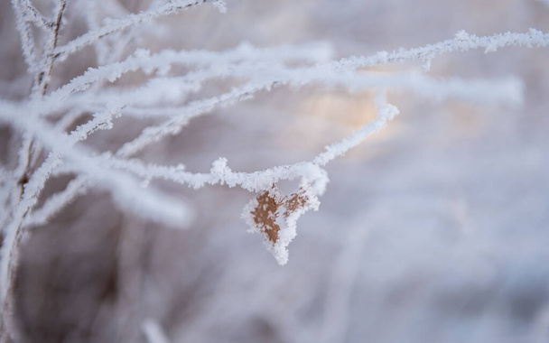 Sneeuw en rijm ijs op de takken van struiken. Prachtige winterse achtergrond met bomen bedekt met vorst. Planten in het park zijn bedekt met rietvorst. Koud besneeuwd weer. Koele glazuurtextuur. - Foto, afbeelding