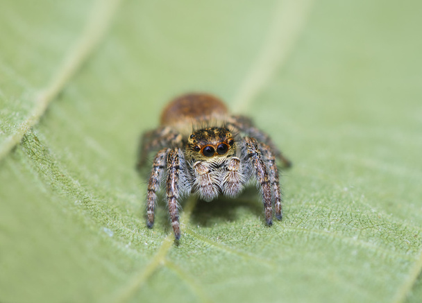Saltatore ragno posa sulle foglie
 - Foto, immagini
