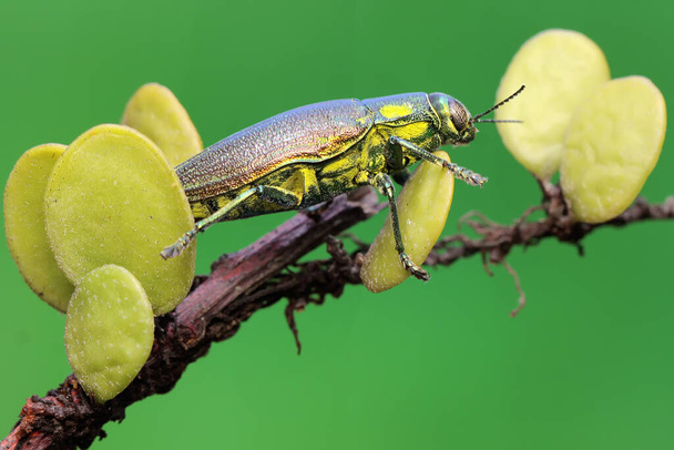 Un escarabajo joya de la familia buprestidae descansando en un arbusto. Este insecto tiene el nombre científico Chrysochroa fulminans.  - Foto, imagen
