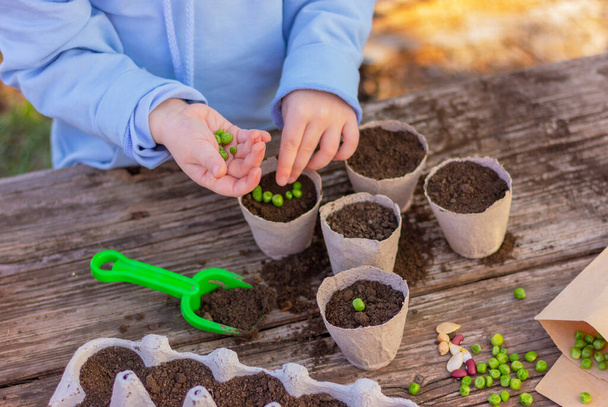 子供の手は苗のための土の鍋にエンドウ豆の種を植えます。植え付け、園芸、農業、有機栽培植物の栽培、子供たちと植物学の勉強. - 写真・画像