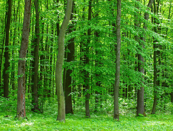 Green forest tree foliage in summer - Foto, Imagem