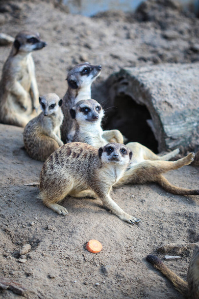 Meerkats family rest on sand when one with interest look at camera - Photo, Image