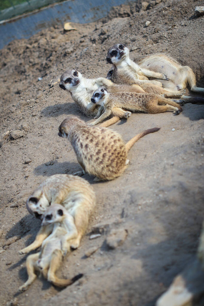 Meerkats οικογένεια αναπαύονται στην άμμο σε ακτίνες του ήλιου - Φωτογραφία, εικόνα