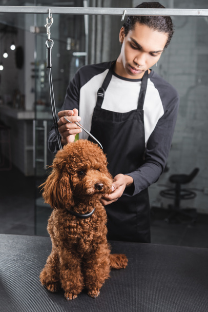 young african american groomer doing haircut to brown poodle - Fotografie, Obrázek