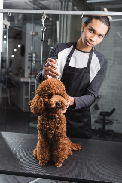 young african american pet barber looking at camera near poodle on grooming table - Foto, Bild