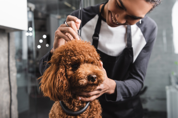 positive african american groomer doing haircut to brown poodle in pet salon - Fotografie, Obrázek