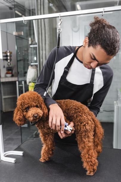 african american pet barber in apron cutting claws of dog on grooming table - Фото, изображение