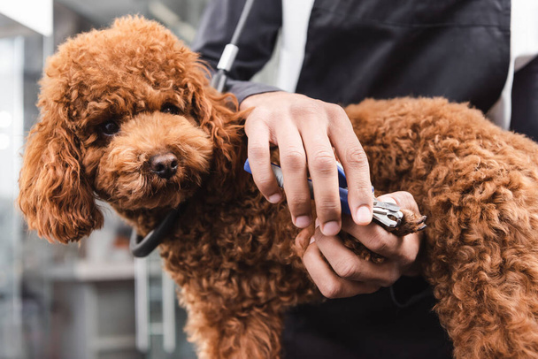 cropped view of african american groomer cutting claws of brown poodle  - Photo, Image