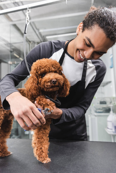 joyful african american groomer cutting claws of poodle in pet salon - Photo, Image