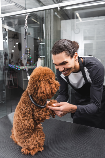 cheerful african american groomer holding paws of poodle sitting on grooming table - 写真・画像