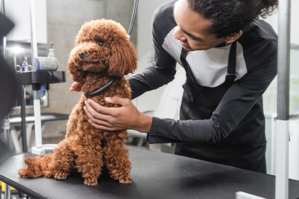  young african american groomer stroking poodle sitting on grooming table in pet salon - Фото, зображення