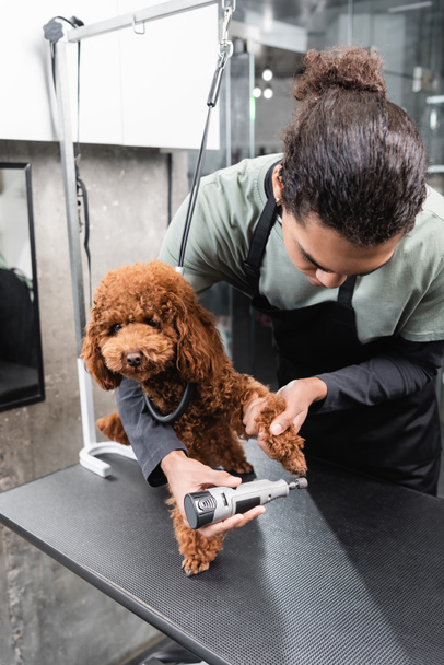 african american groomer polishing claws of poodle with electric grinder - Foto, imagen