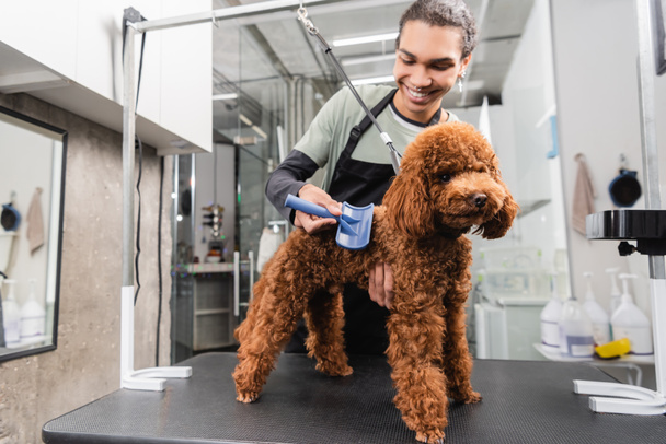 positive african american groomer brushing brown poodle in pet salon - Photo, Image