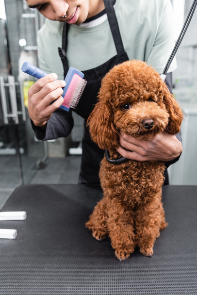 cropped view of african american pet barber grooming brown poodle in pet salon - Photo, Image