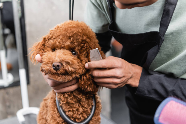 cropped view of african american groomer brushing brown poodle with comb - Fotó, kép